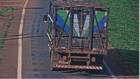 PC indicia funcionários de fazenda por abandono de cerca de 50 cães em rodovia