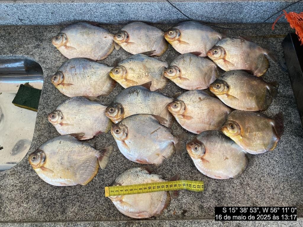 Homem é preso com 20 kg de pescado irregular em Santo Antônio de Leverger