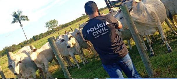 Fazendeiro e funcionário são investigados por furto de 20 vacas de propriedade rural