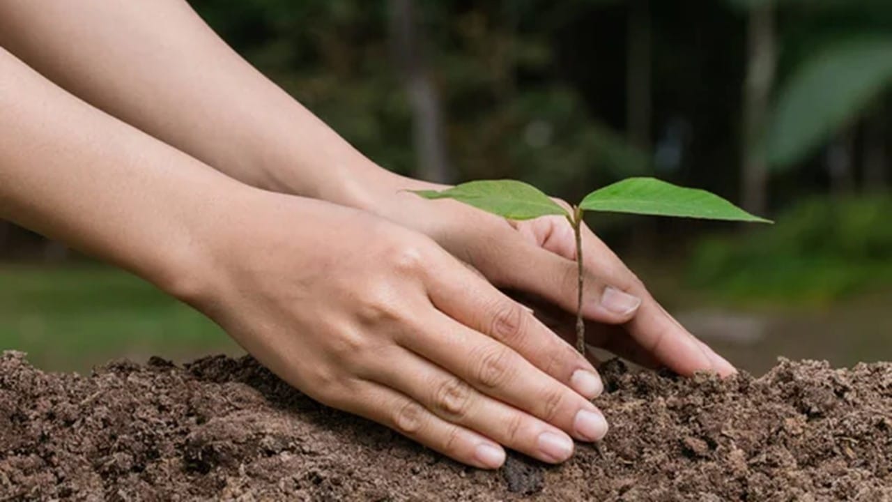 Unimed promove doação de mudas em celebração ao Dia do Meio Ambiente