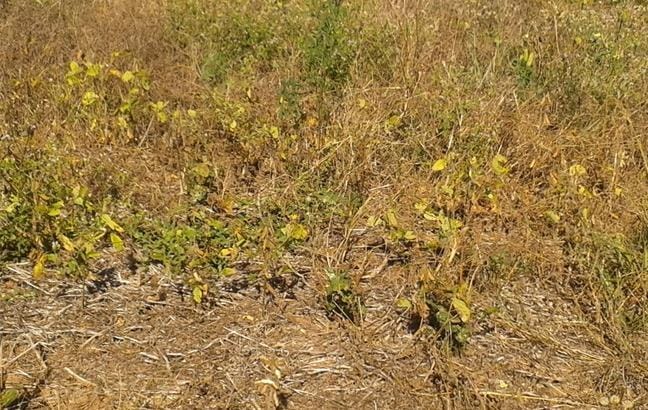 Vazio sanitário da soja começa neste domingo em Mato Grosso