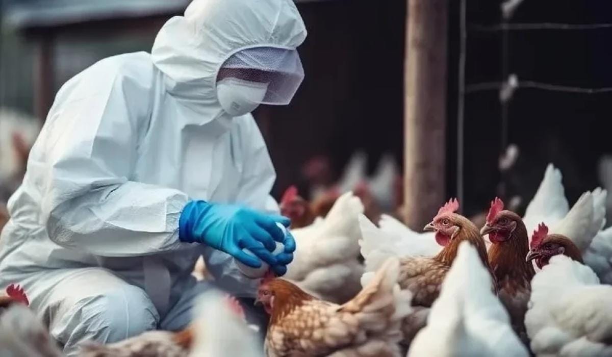 Foco de gripe aviária é confirmado pelo Ministério da Agricultura em criação de galinhas em Mato Grosso