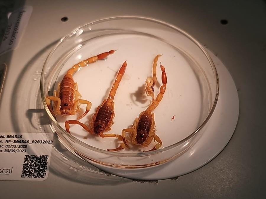 Acidentes por animais peçonhentos diminuem 18% em Mato Grosso