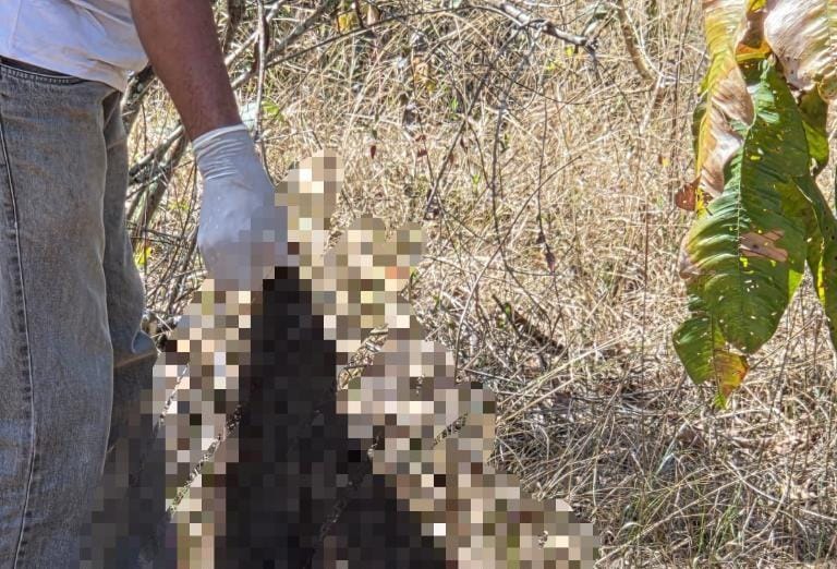 Polícia Civil acha corpo decapitado e com sinais de tortura em área de mata