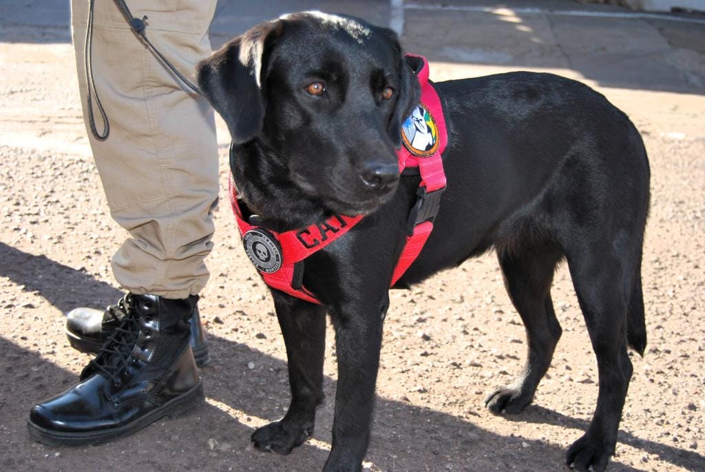 Cão farejador do Corpo de Bombeiros localiza corpo em área de mata em Várzea Grande