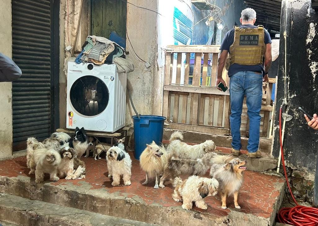 Dono de canil clandestino já havia sido preso pela PC por maus-tratos em Cuiabá