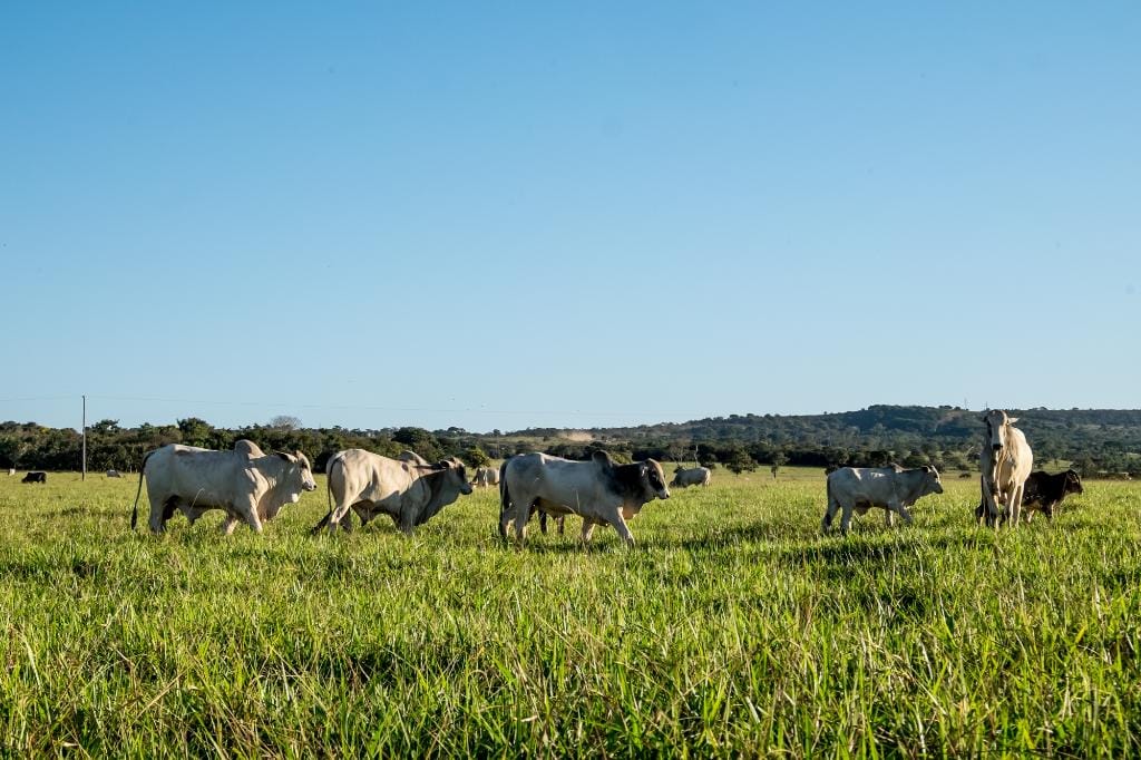Cáceres se destaca e integra o top 5 dos municípios com maior rebanho bovino do país