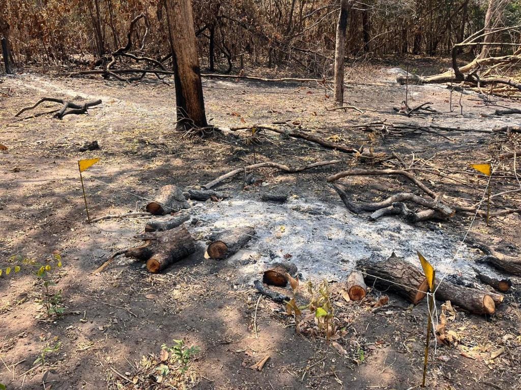 Incêndio que atingiu o Parque Estadual da Serra Azul foi criminoso, confirma perícia