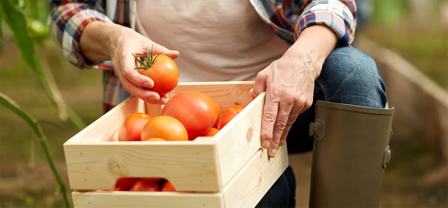 Cesta básica tem menor preço de 2025 em MT; tomate ajuda a puxar custo para baixo