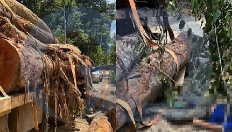 Jovem de 22 anos morre ao ser atingido por tora de madeira em fazenda em Mato Grosso