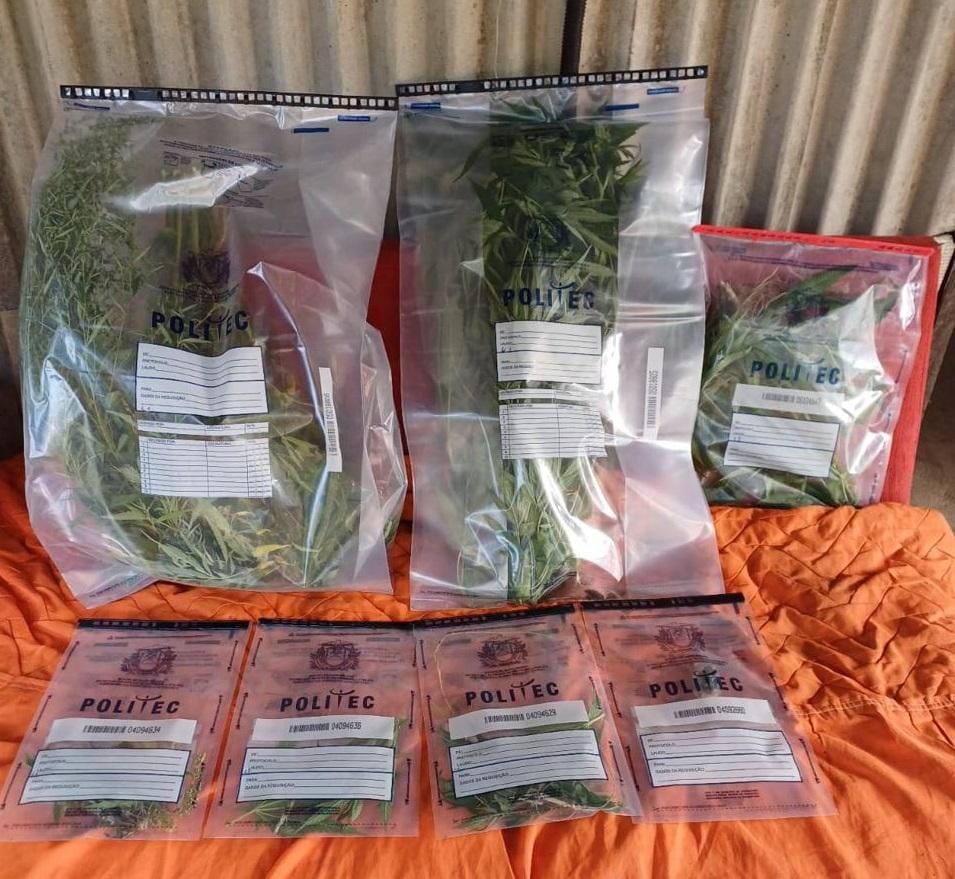 Homem é flagrado pela polícia com plantação de maconha na zona rural