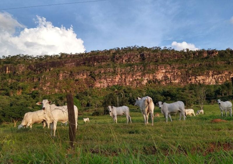 Empresa é condenada por morte de bois após rompimento de cabo de alta tensão em fazenda de MT