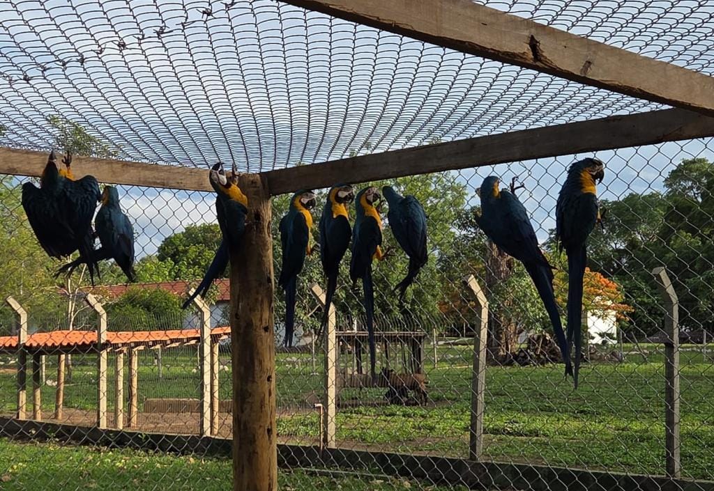 Dezoito filhotes são enviados pela Sema para área de soltura em Cocalinho