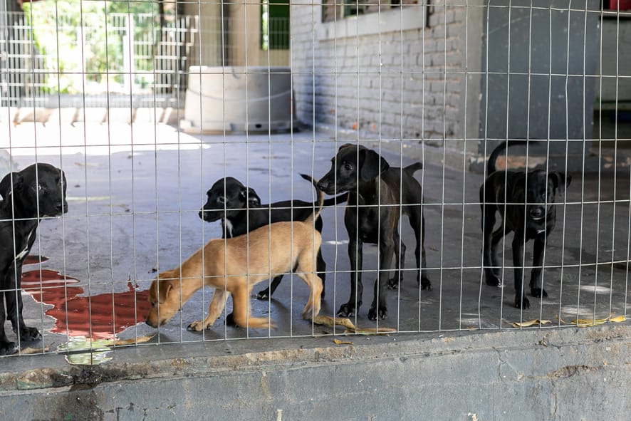 Cuiabá intensifica atendimento veterinário a animais em situação de vulnerabilidade