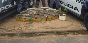 PM apreende 49 quilos de maconha avaliada em R$ 600 mil em residência