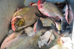 'Peixe santo' em Várzea Grande terá cinco pontos de venda a partir de quarta-feira