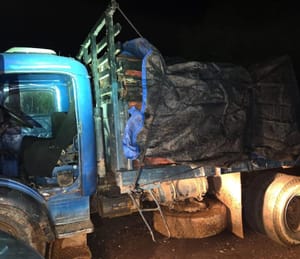 Polícia prende caminhoneiro e apreende carregamento de Pau Brasil ilegal em Mato Grosso