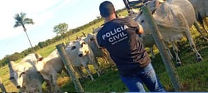 Fazendeiro e funcionário são investigados por furto de 20 vacas de propriedade rural