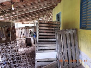 Polícia Civil resgata animais e desarticula rinha de galo em Barra do Bugres