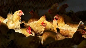 Ministério garante que foco em MT não altera prazo para retomada de exportações