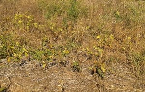 Vazio sanitário da soja começa neste domingo em Mato Grosso