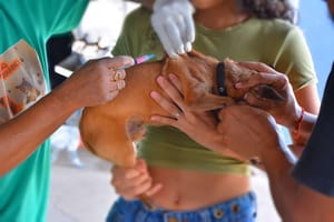 Vacinação contra raiva para cães e gatos começa nesta segunda-feira; veja horários
