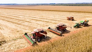 Mato Grosso inicia colheita de milho com produção estimada em 50,3 milhões de toneladas