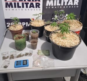 Cavalaria da PM desmantela estufa de maconha e apreende 92 porções de entorpecentes