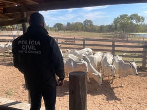 PC deflagra operação para apurar roubo de gado em Cuiabá e prende idoso por receptação