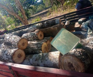 Operação da Sema e PM na Baixada Cuiabana apreende  veículos, equipamentos e gado