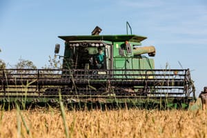 Mato Grosso lidera produção nacional de arroz de sequeiro, aponta Anuário Brasileiro