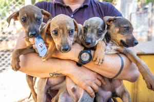 Bem-Estar Animal cria projeto "Campanha 20Ver" para incentivar adoção