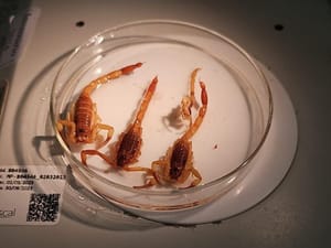 Acidentes por animais peçonhentos diminuem 18% em Mato Grosso