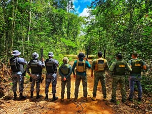 PC apreende R$ 134 milhões em carga de madeira ilegal no Pantanal e Amazônia de MT