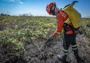 Corpo de Bombeiros combate 7 incêndios florestais em Mato Grosso nesta terça-feira