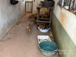 Em Mato Grosso, 20 cães e 5 gatos são resgatados em situação de abandono
