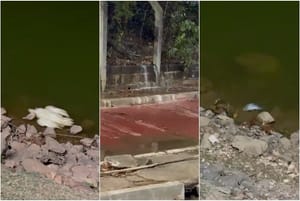 Moradores relatam abandono de Parque das Águas, morte de animais e esgoto a céu aberto