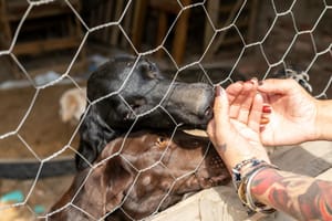 Família acusada de maus-tratos em canil clandestino paga fiança de R$ 1,5 mil e é liberada