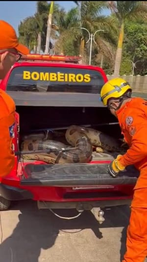 Corpo de Bombeiros resgata sucuri de 5 metros que estava em pátio de empresa