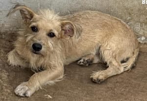 Após denúncia, Polícia Civil prende cabeleireiro por maus-tratos a animais