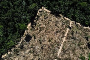 MP investiga uso de vegetação nativa como fonte de biomassa e cobra explicações da Sema