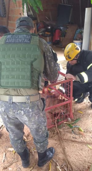 Bombeiros resgatam onça-parda que estava em lavanderia de residência