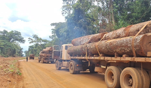 Polícia Militar apreende mais de 100m³ de madeira ilegal durante operação em MT