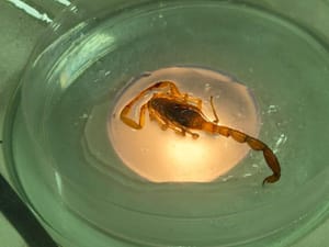 Mato Grosso registra mais de 3,6 mil  acidentes com animais peçonhentos