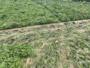 MPF investiga destruição de mais de 780 hectares de vegetação nativa em fazenda de MT