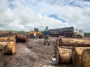 Operação do Ibama intercepta madeira nativa ilegal na região Amazônica de Mato Grosso